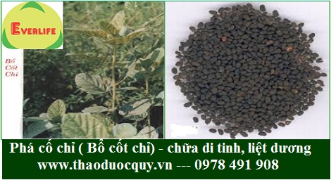 Phá cố chỉ/ Bổ cốt chỉ chữa di tinh, liệt dương