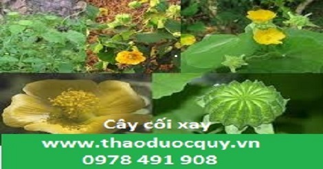 Cây cối xay
