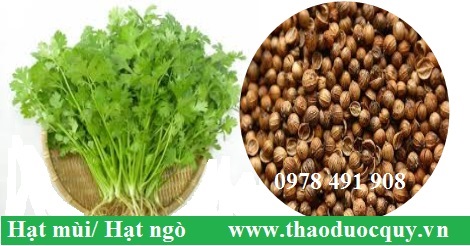 Hạt Mùi | Ngò Hạt