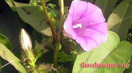 Thau Bạc