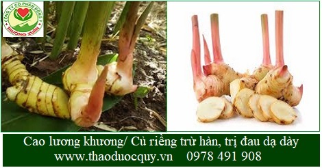 Cao lương khương/ Củ riềng khô/ Riềng