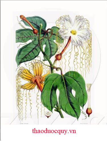 Đài Hái