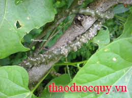 Thần Nông