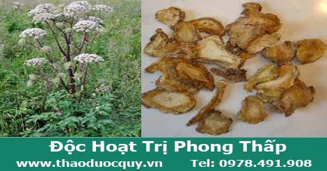 Độc hoạt