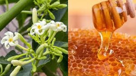 Tác dụng của hoa đu đủ đực ngâm mật ong