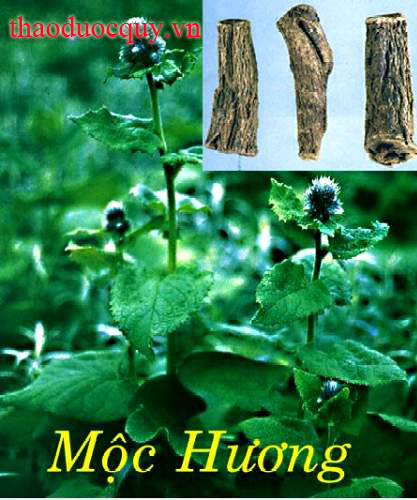 Mộc Hương