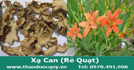 Xạ Can (Rẻ Quạt)