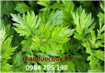 Thảo dược làm giảm đau bụng kinh