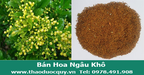 Trà hoa ngâu